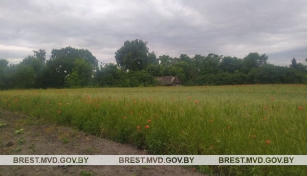 В Столинском районе уничтожено 1,3 тонны мака В Столинском районе уничтожено 1,3 тонны мака