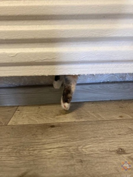 В Березе в батарее отопления застряла кошка