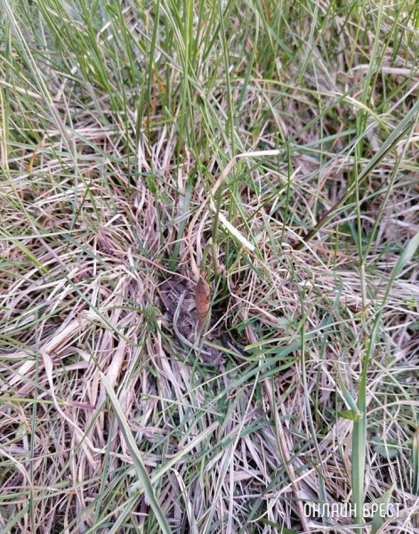 Читатель: Брестский район, д.Волки. Поехали отдохнуть на природу и ужаснулись от происходящего
Читатель: Брестский район, д.Волки. Поехали отдохнуть на природу и ужаснулись от происходящего