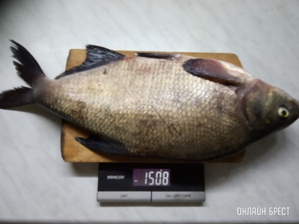 Улов рыбака на Гребном
Улов рыбака на Гребном